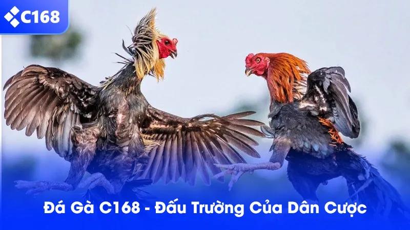 Những lý do khiến đá gà C168 trở nên hấp dẫn trong mắt người chơi